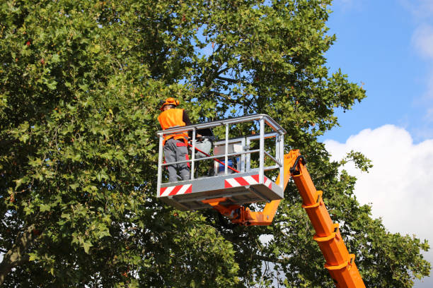 Best Palm Tree Trimming  in Madison Park, NJ